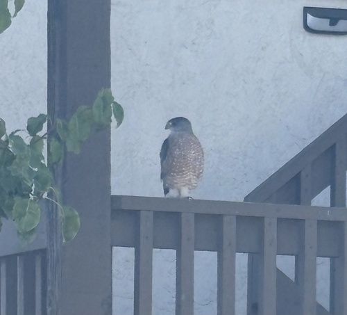 Cooper's Hawk