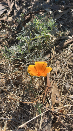 California poppy