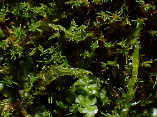 Pseudoleskeella nervosa observed 2026-09-11