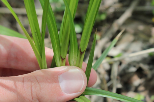 Image of Carex trichocarpa by (c) Quinten Wiegersma, some rights reserved (CC BY)