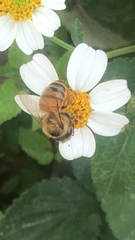 Apis mellifera