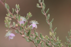 Lithomyrtus microphylla