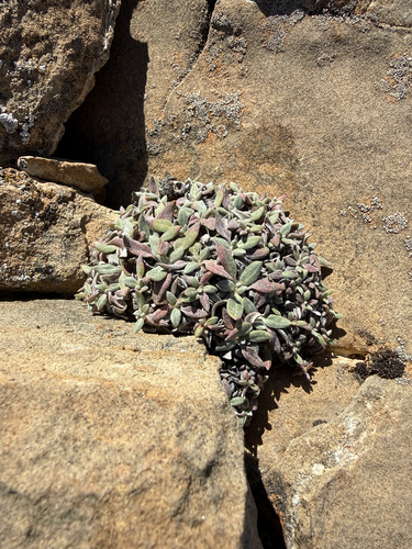 Yellow Buckwheat