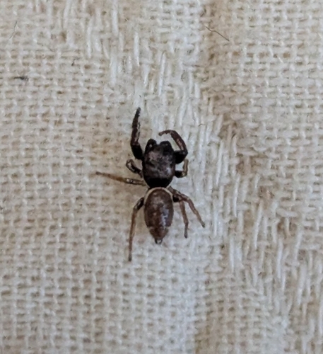 Buttonhook Leafbeetle Jumping Spider