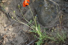 Papaver commutatum