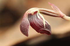 Corybas unguiculatus