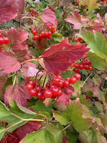guelder-rose