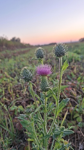Bull Thistle