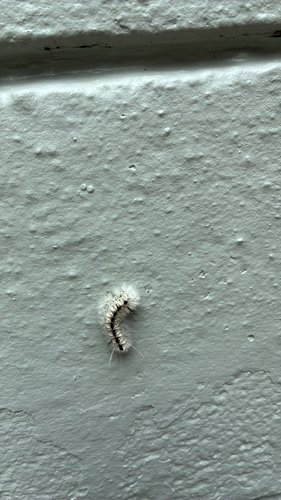 Hickory Tussock Moth