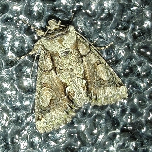 Green-brindled Crescent