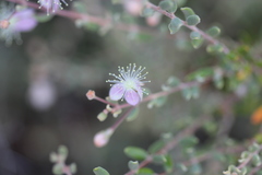 Lithomyrtus microphylla