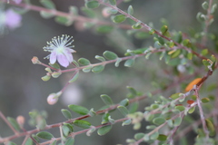 Lithomyrtus microphylla