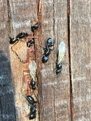 Camponotus caryae