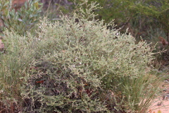 Lithomyrtus microphylla