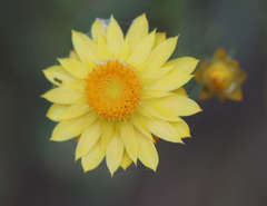 Xerochrysum viscosum
