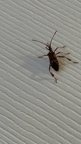 Western Conifer Seed Bug