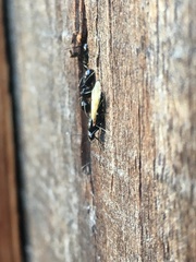 Camponotus caryae