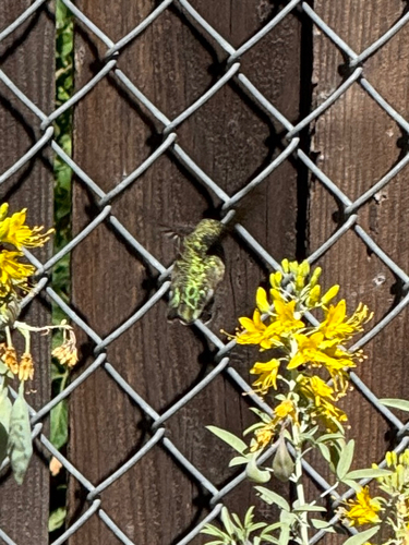 Anna's Hummingbird