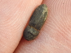 Agrypnus rectangularis