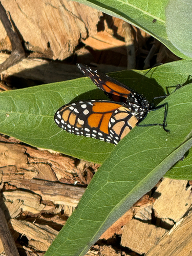 Monarch