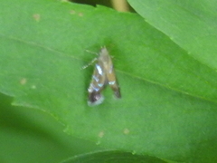 Strobisia proserpinella