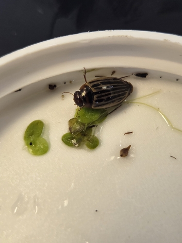 Disintegrated Diving Beetle