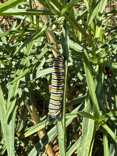 Monarch