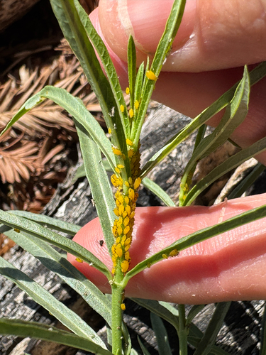 Oleander Aphid