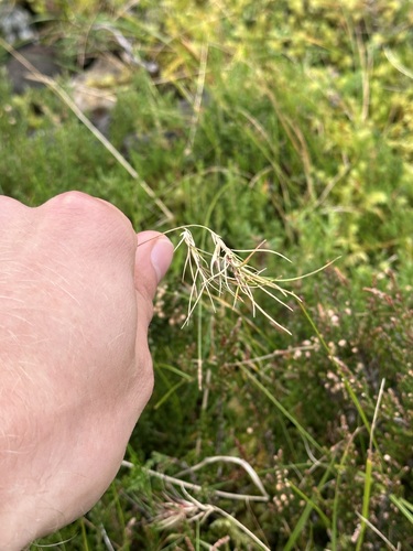 Festuca vivipara observed 2026-09-25