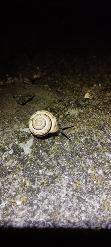 Helix sylvatica, 2026-10-01