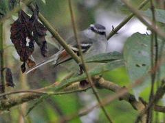 Mecocerculus calopterus