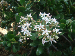 Crassula ovata