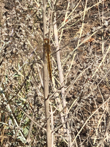 Wandering Glider