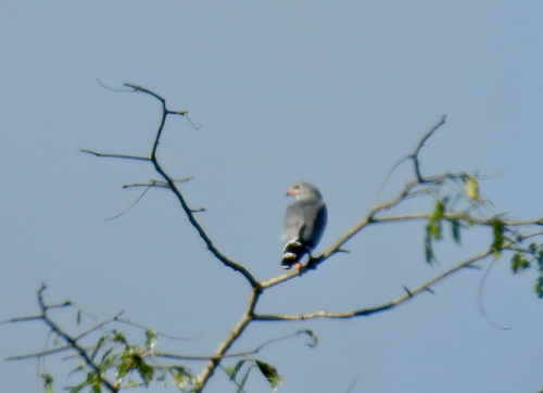 iNaturalist image