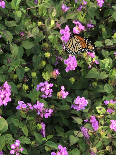 Monarch