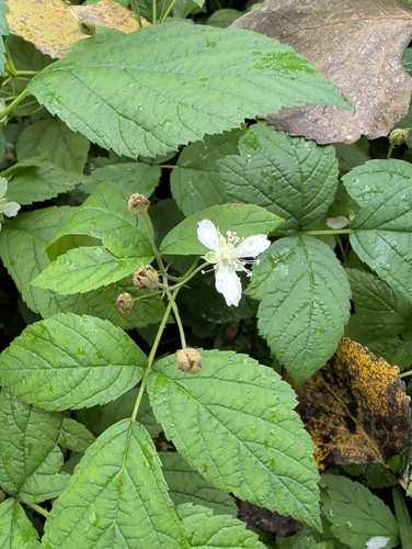 European dewberry