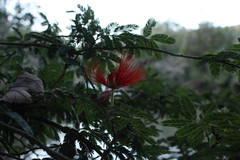 Calliandra tweediei