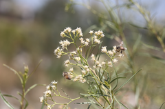 Baccharis linearis