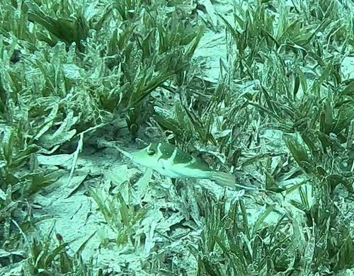 Canthigaster cyanospilota observed 2026-09-25