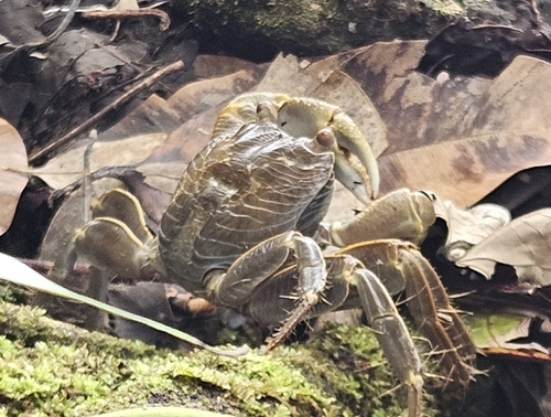 Geograpsus crinipes observed 2026-09-27