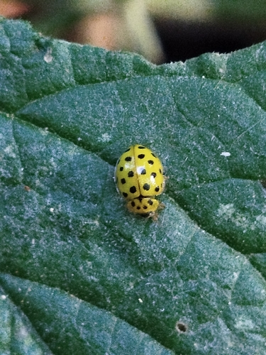 22-spot Ladybird