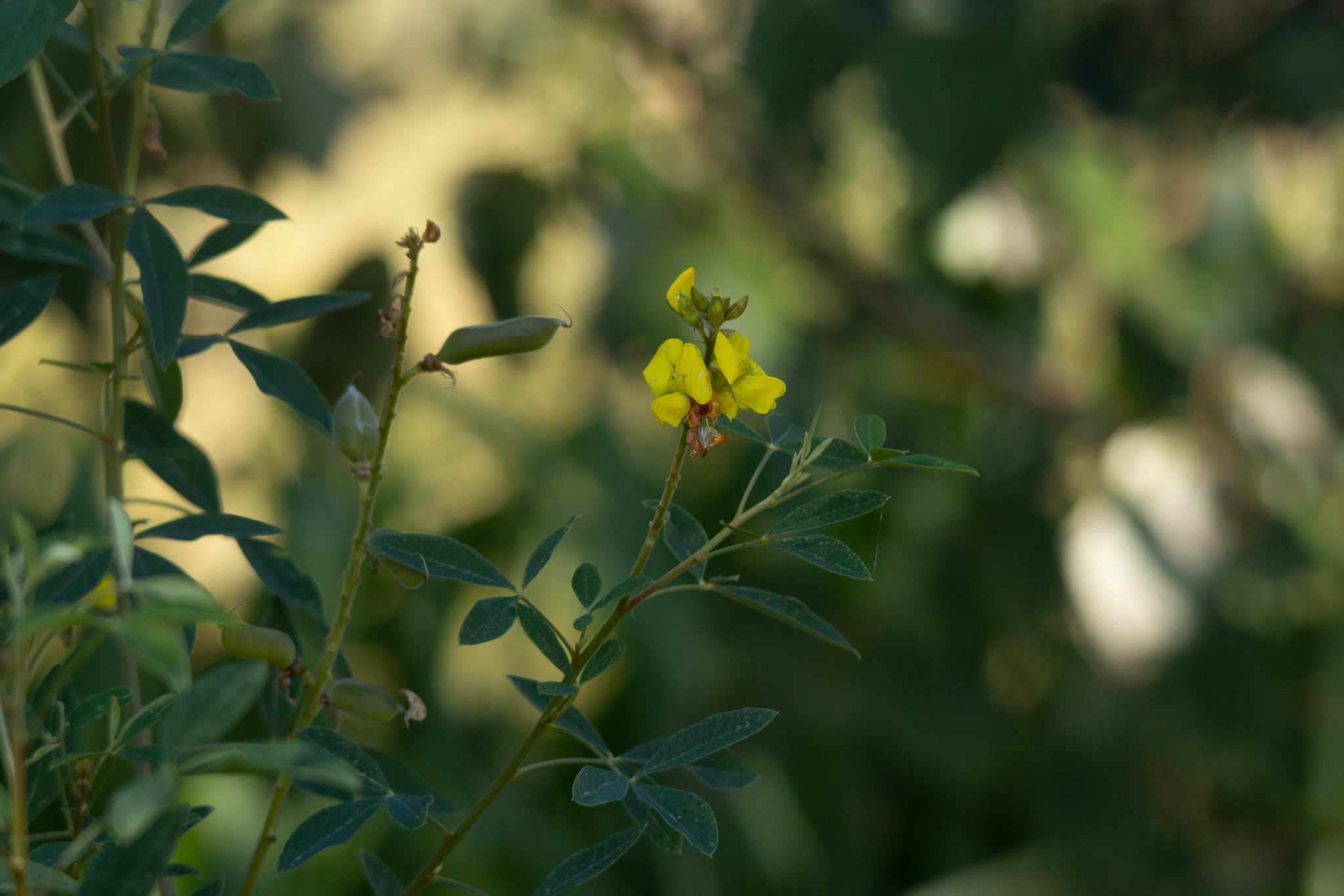 Crotalaria micans