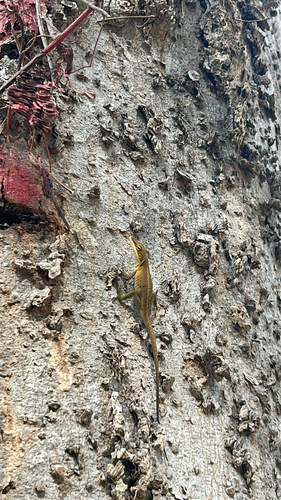 Green Anole