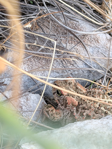 Natterjack Toad
