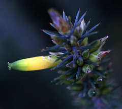 Stenanthera pinifolia