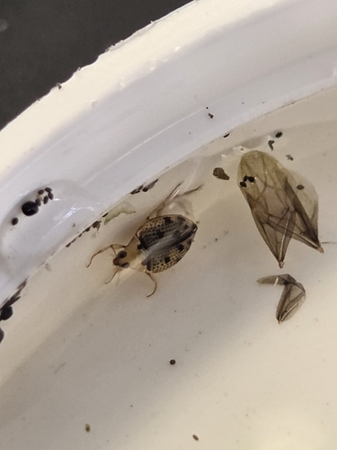 Peltodytes