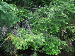 Xylopia sericophylla