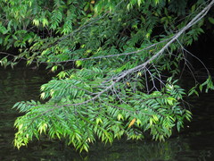 Xylopia sericophylla