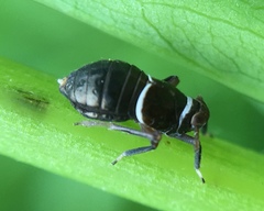 Pissonotus