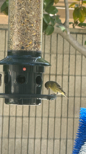 Lesser Goldfinch